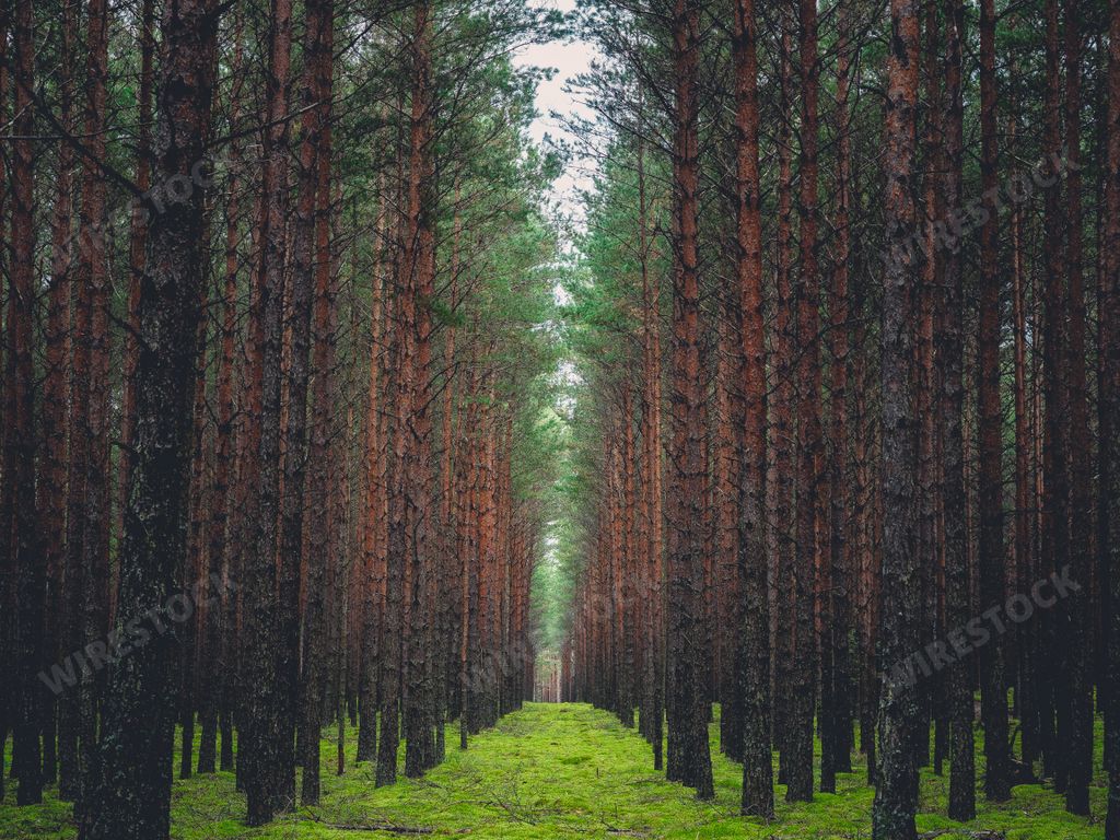 A forest with high trees during daytime -  a cool picture for backgrounds and wallpapers