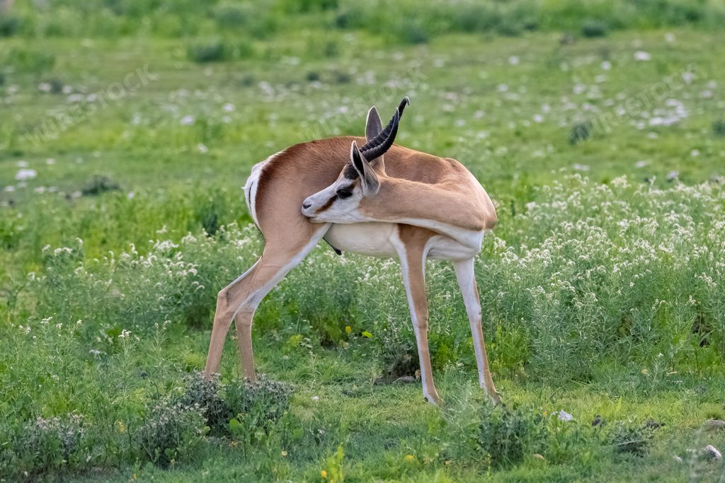 A springbok, Antidorcas marsupialis, an antelope in the flowers in Namibia