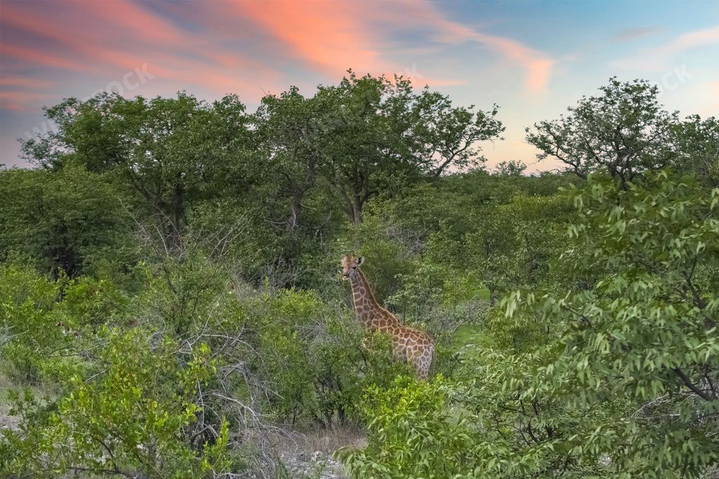 A giraffe eating acacia trees in the bush in Namibia