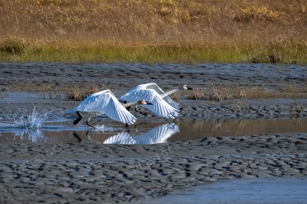 Two trumpeter swans, Cygnus buccinator, flying away above the toundra, Yukon, Canada