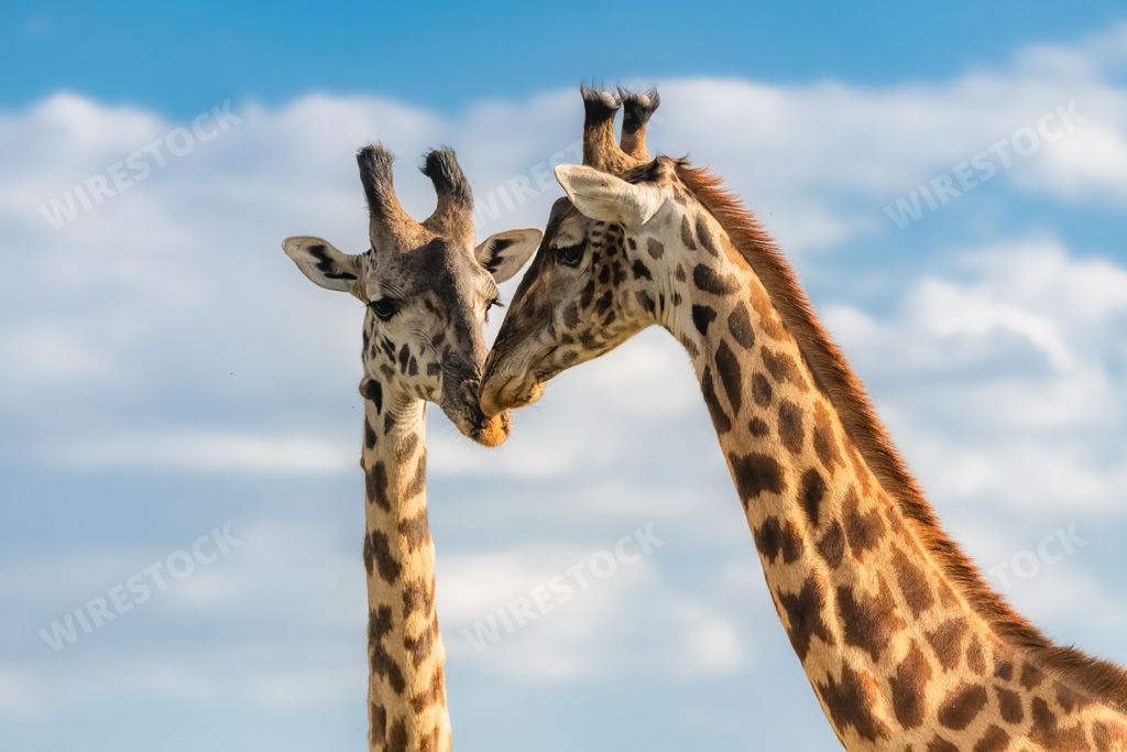 Two giraffes eating acacia trees in the bush in Namibia