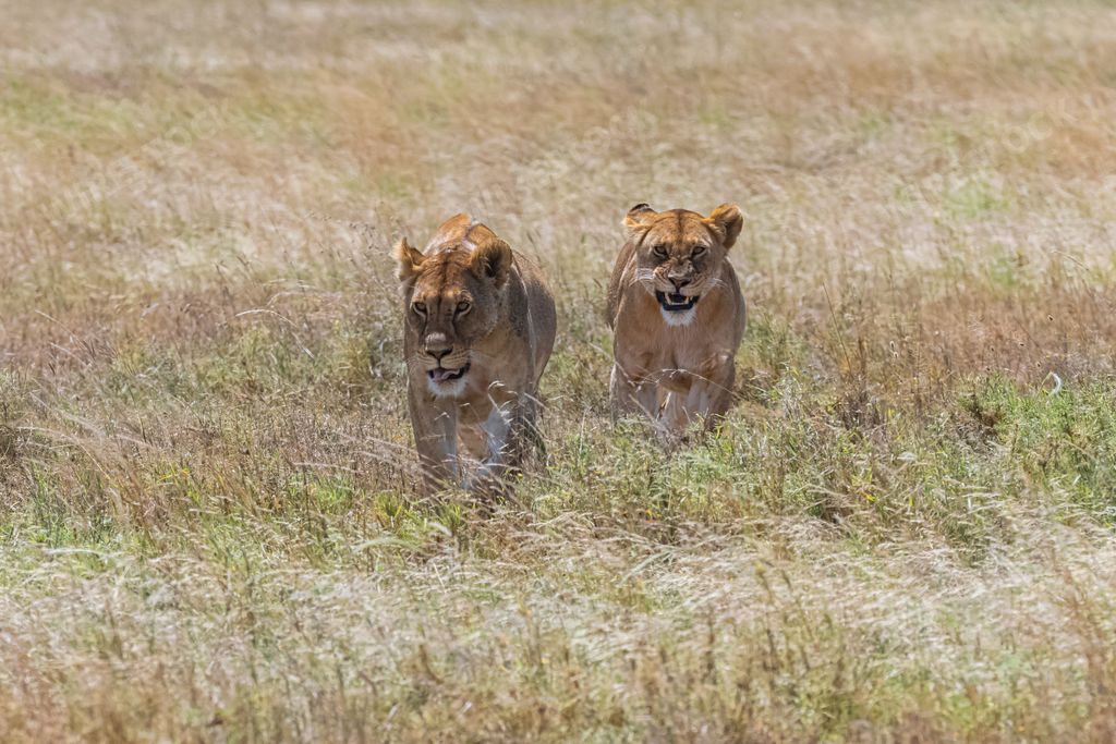 An aerial view of two lions walking and hunting in grassland