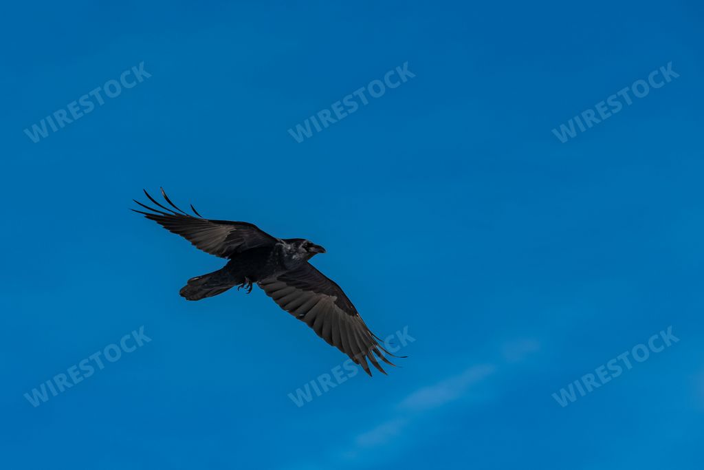 Black crow flying in blue sky, spread wings, portrait