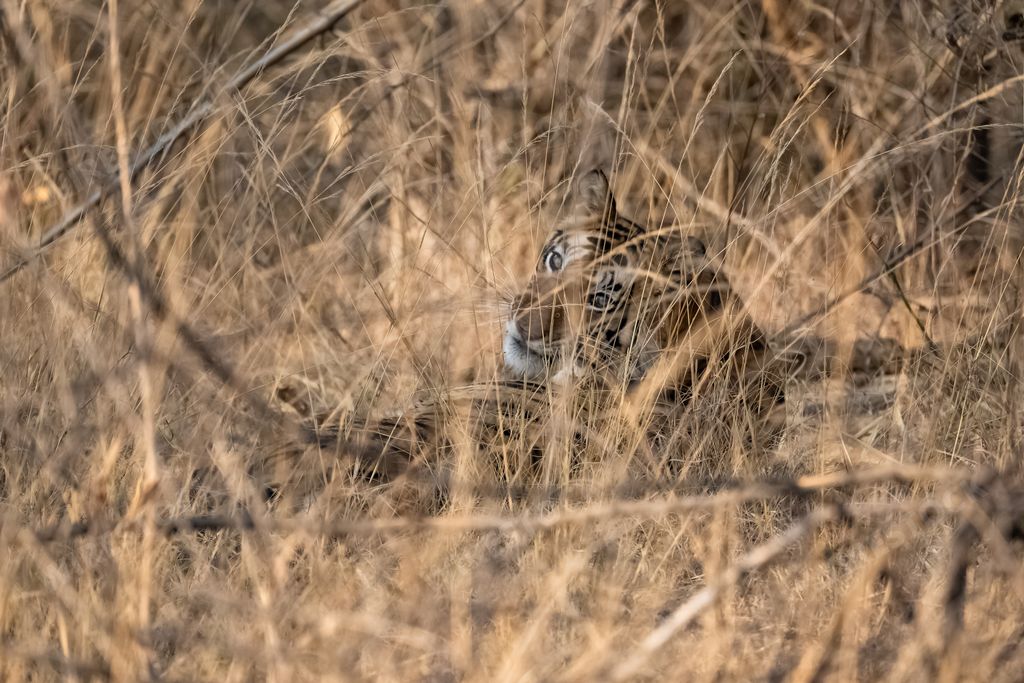 A tiger hidden in the tall grass in India, Madhya Pradesh