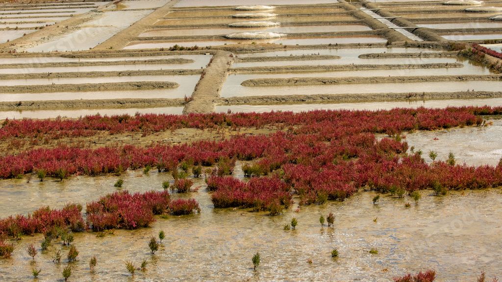 Guerande in Brittany, panorama of the the salt marshes