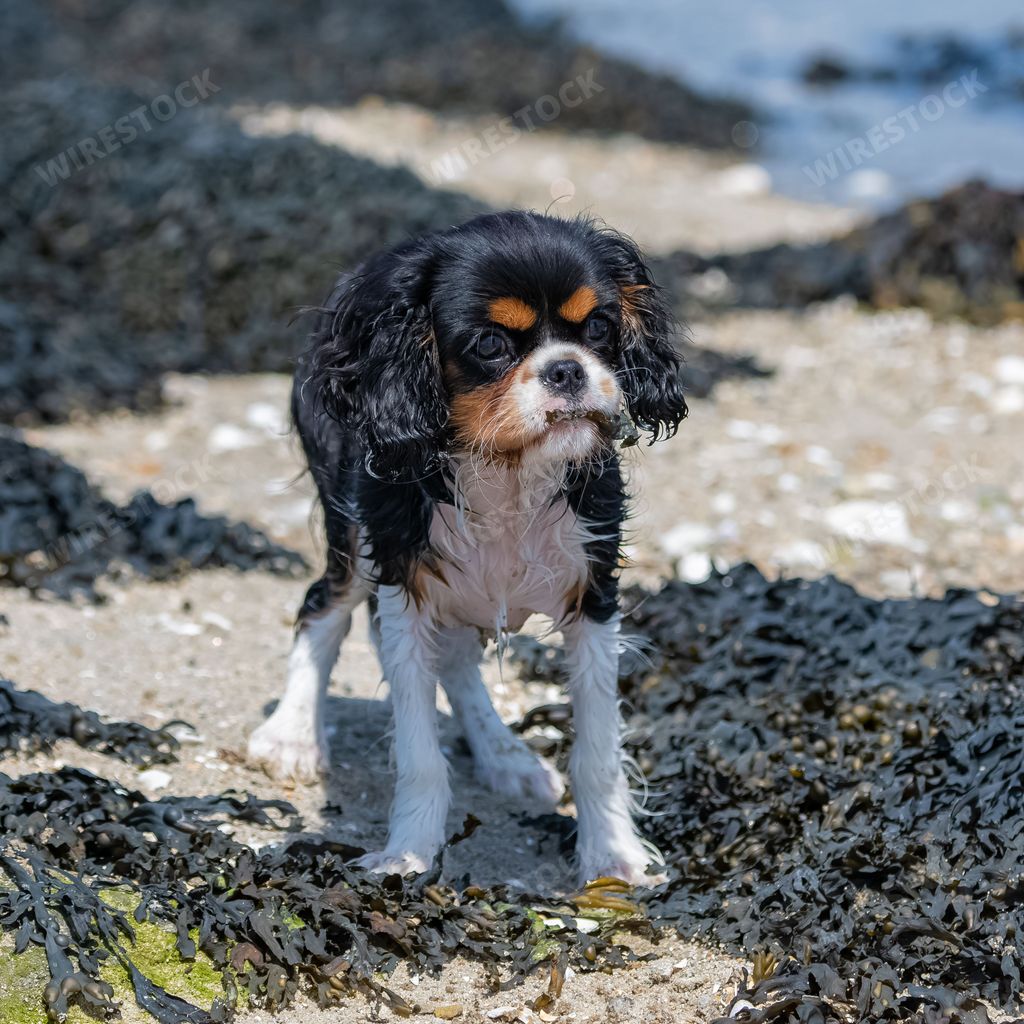 A dog cavalier king charles, a cute puppy running on the beach