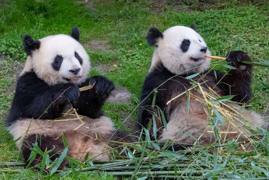 Giant pandas, bear pandas, baby panda and his mother eating bamboo
