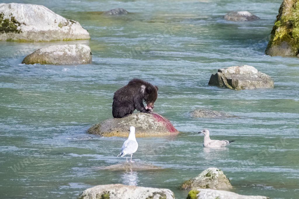 A baby grizzly bear eating caught salmon in a river in Alaska