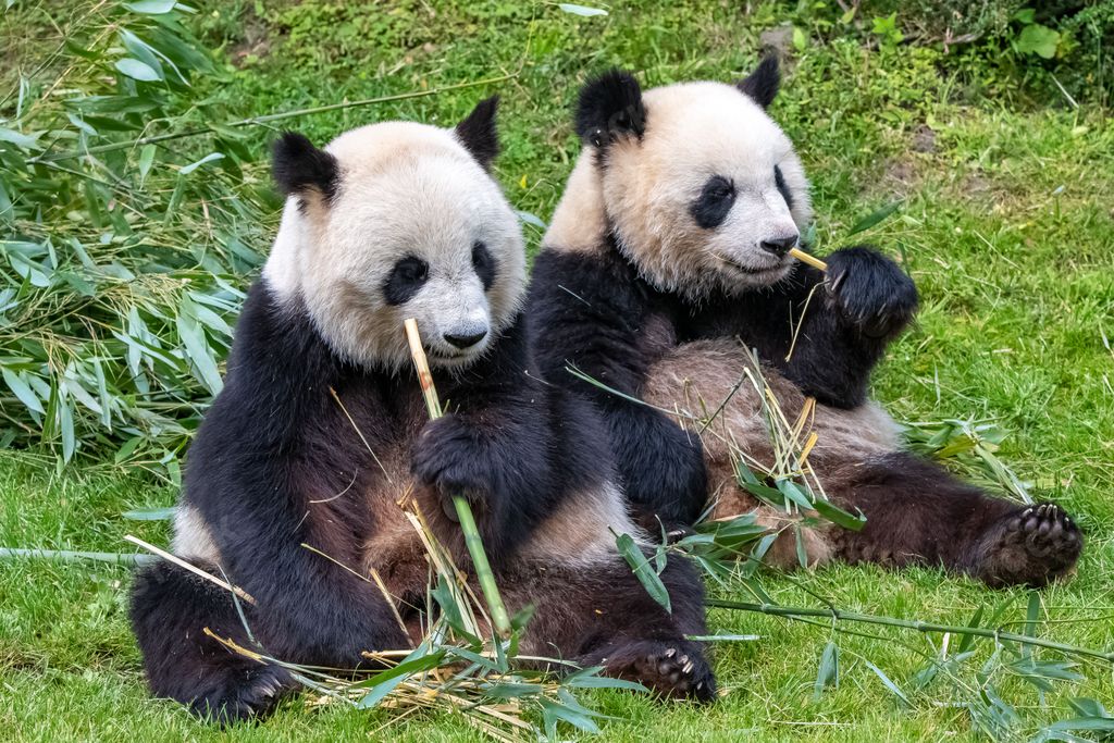 Young giant panda eating bamboo in the grass, portrait