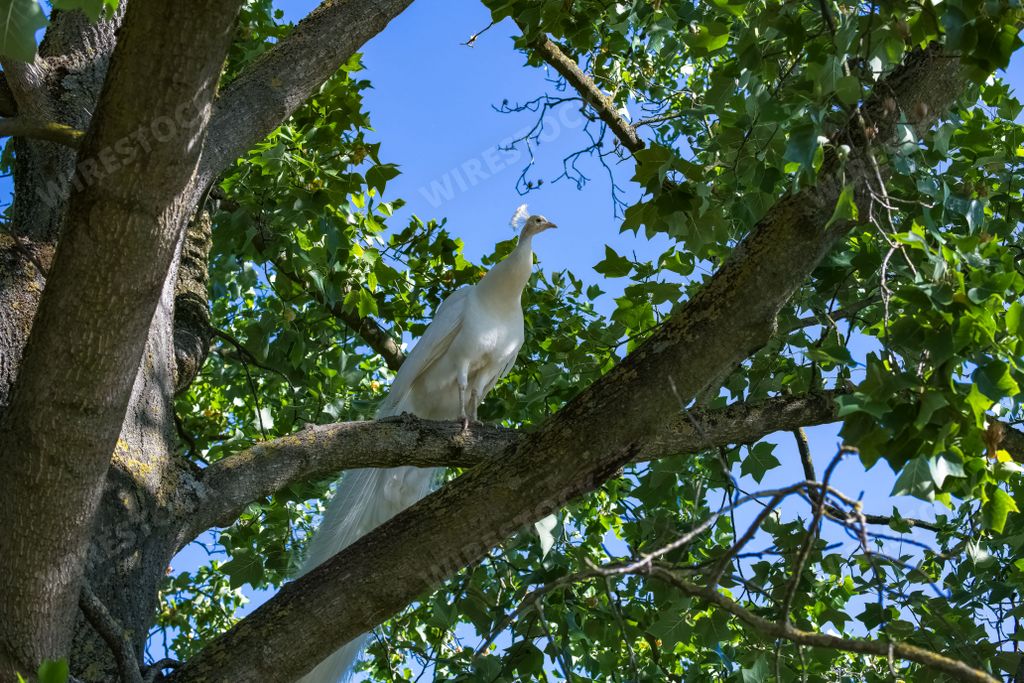 A white peafowl, Pavo cristatus, male perching in a tree