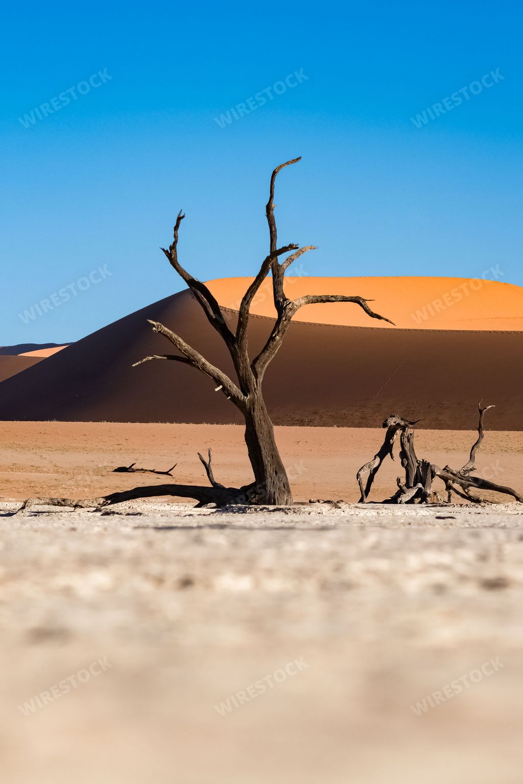Namibia, the Namib desert, dead acacia in the Dead Valley, the red dunes in background