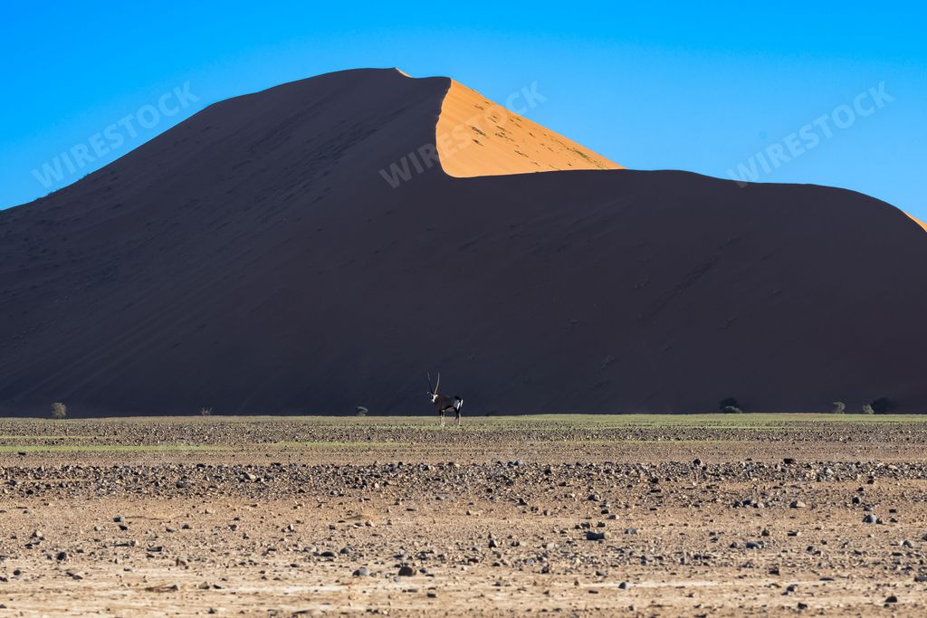Namibia, the Namib desert in the Dead Valley, an oryx standing in the red dunes