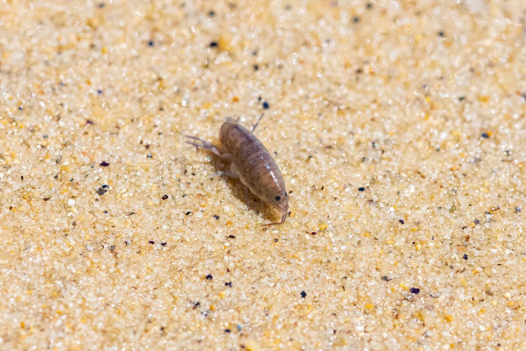 Sand hopper, Talitrus saltator, small crustacean on the sand