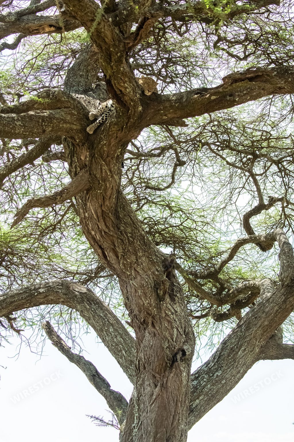 A Big wild leopard sleeping on a tree in Africa, beautiful foliage