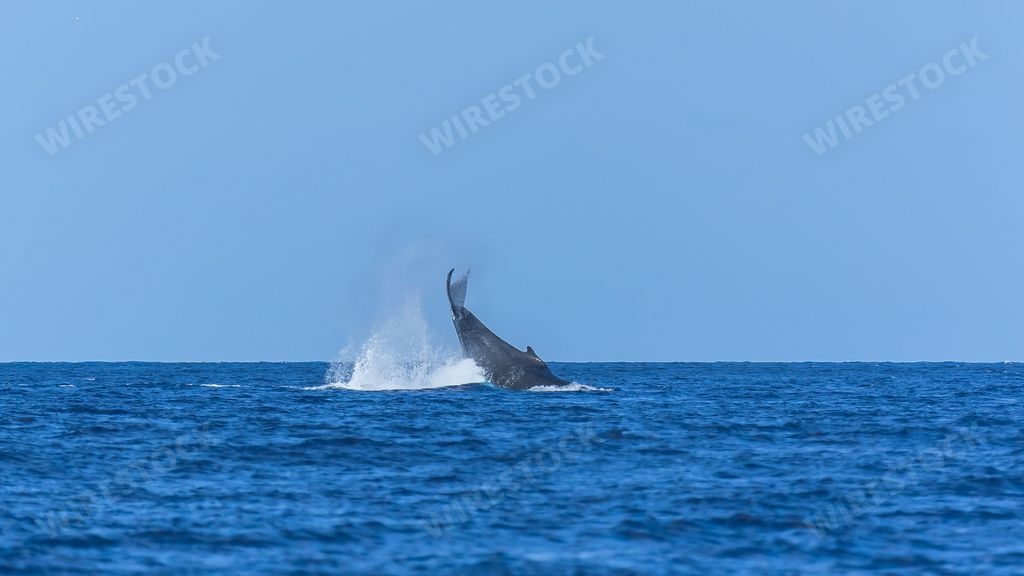 Humpback whale swimming in the Pacific Ocean, tail of the whale diving