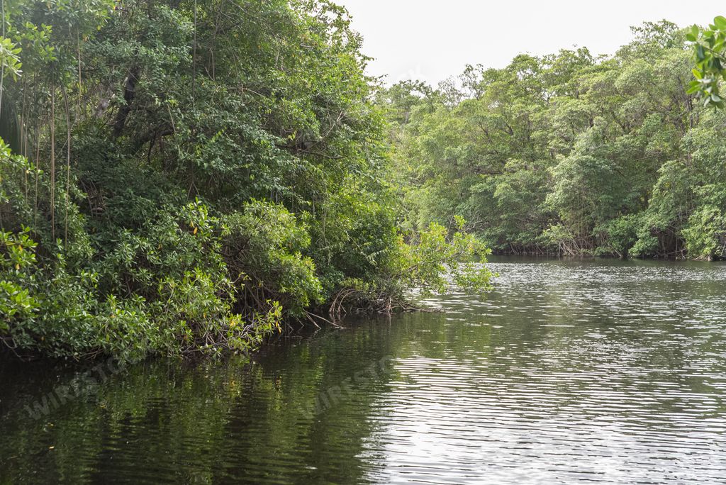 Mangrove swamp, mud  in Guadeloupe, wild nature with mangrove trees