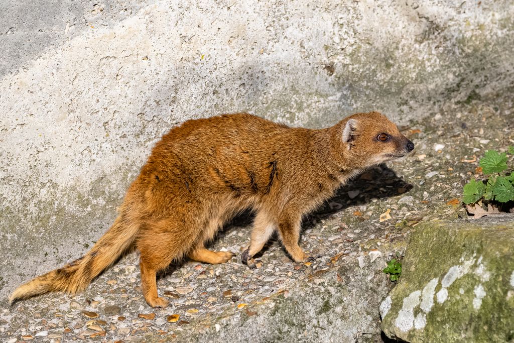 yellow mongoose, Cynictis penicillata, cute animal lying, portrait