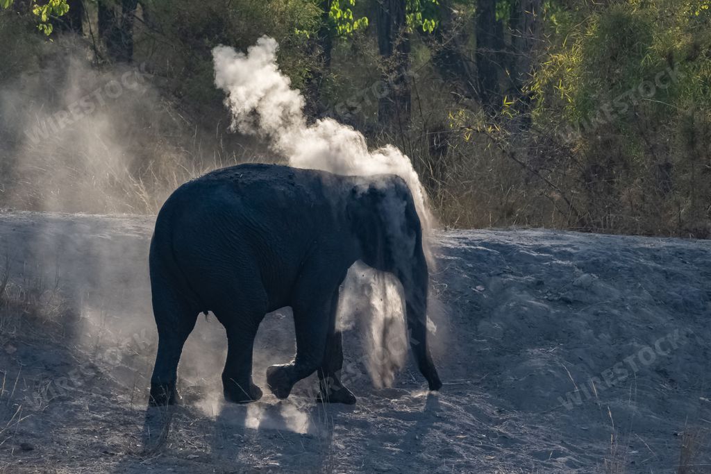 A young elephant who sprinkles himself with dust after bathing, walking in the forest in India
