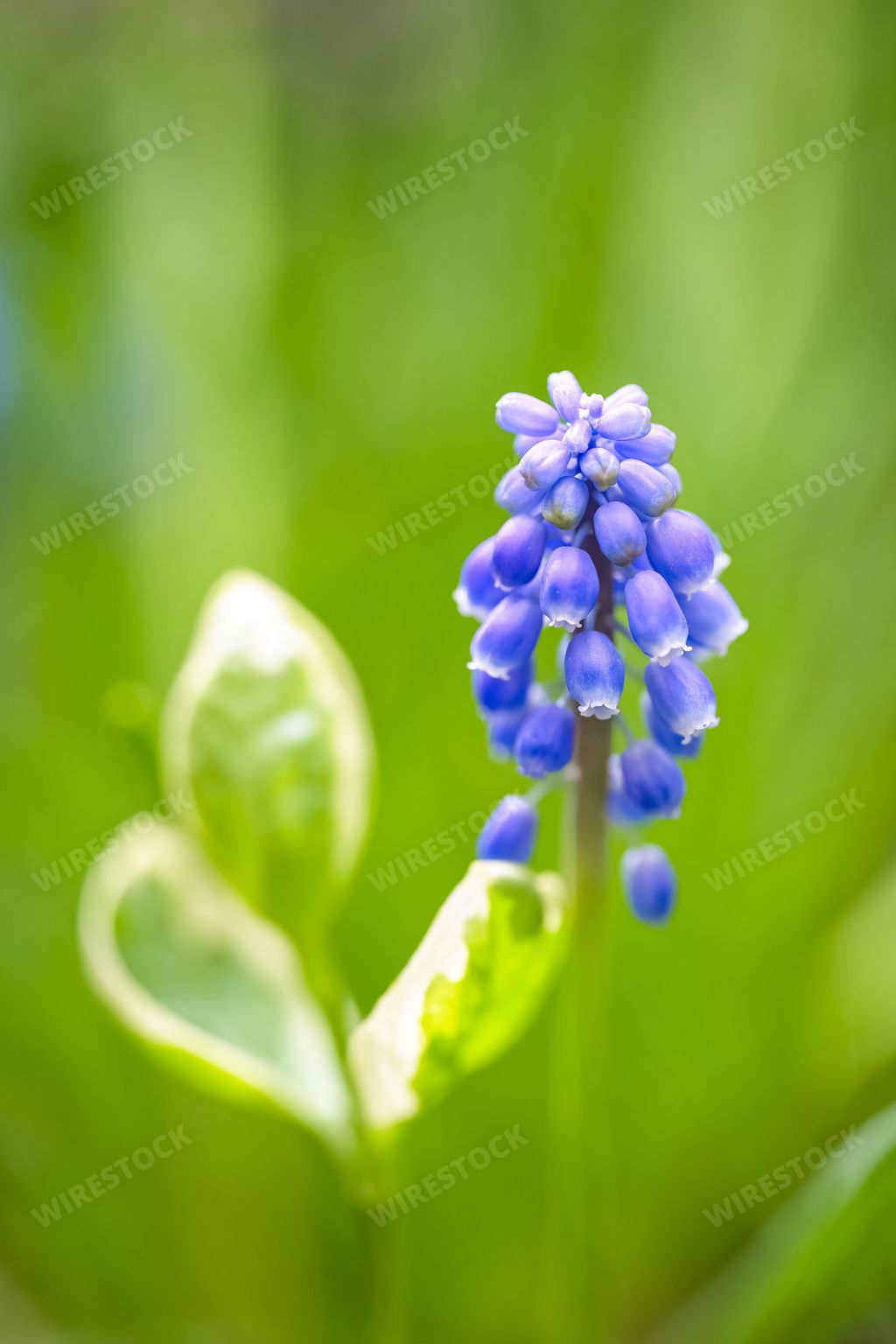 A blue muscari in spring, beautiful flower in the garden