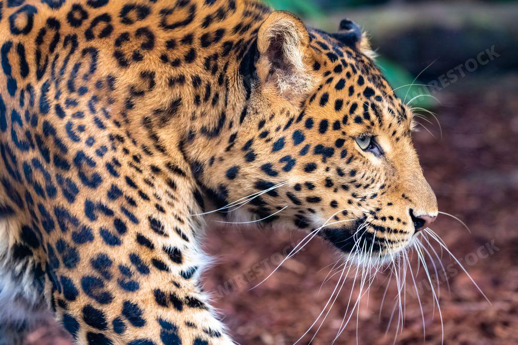 A Leopard, panther, Panthera pardus, a beautiful animal, portrait