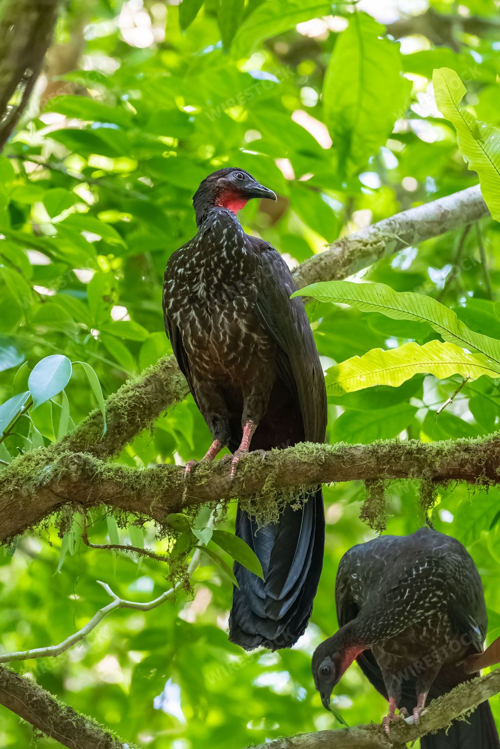 Crested Guan, Penelope purpurascens, tropical bird perched on a tree in Costa Rica