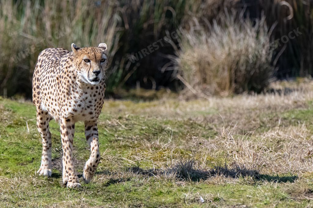 Cheetah lying on the wild grasses, Acinonyx jubatus, portrait