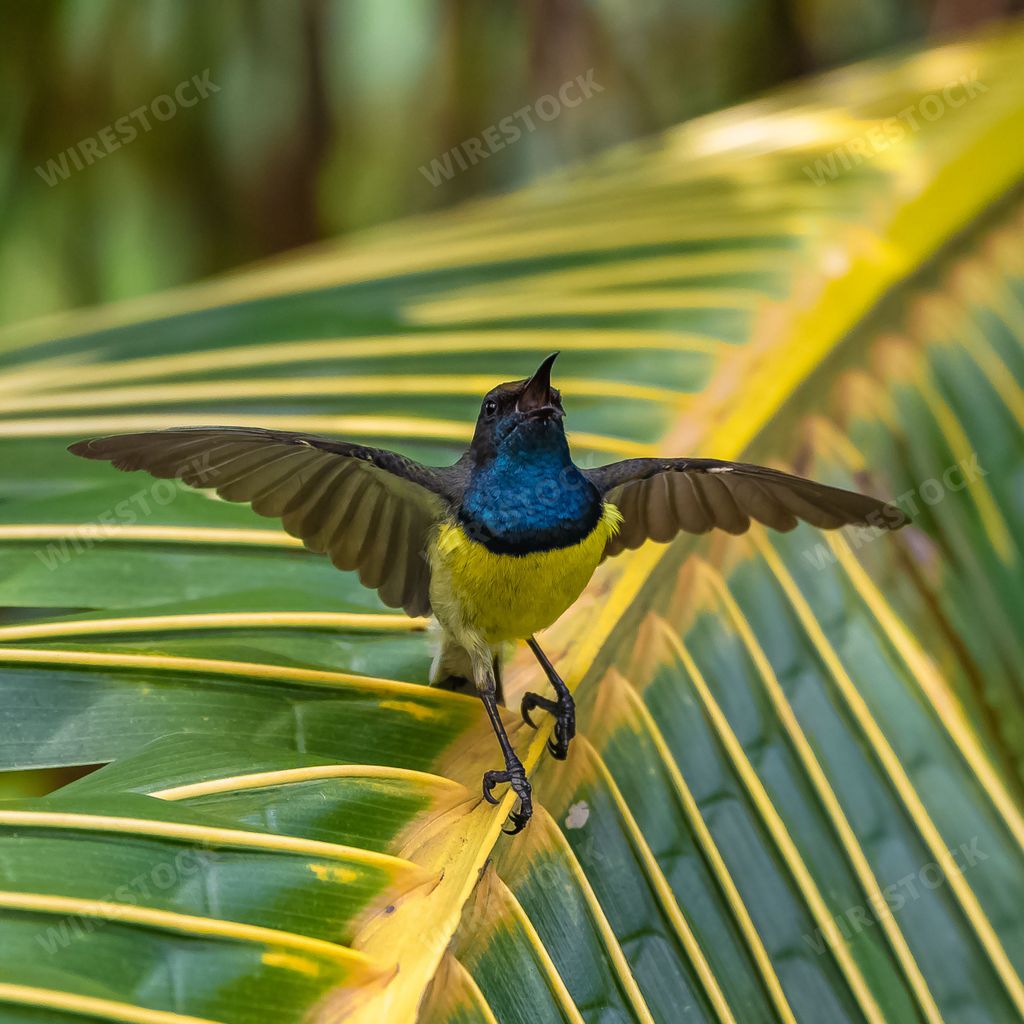 Newton's sunbird, beautiful bird in Sao Tome and Principe, eating the nectar of an hibiscus flower
