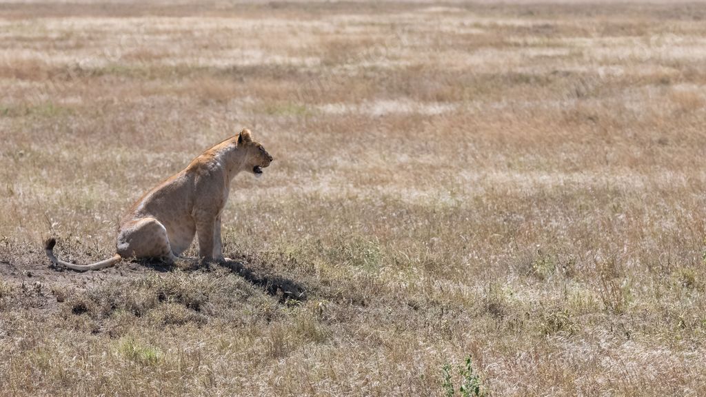 Two lions walking and hunting in the savannah, in Tanzania, looking for a prey