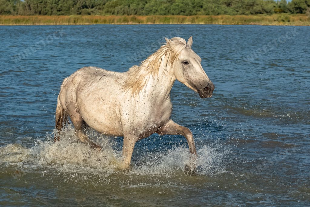 Horses running in the water, beautiful purebred horses in Camargue