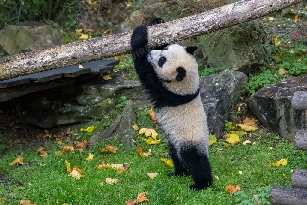 A baby giant panda hanging from a branch