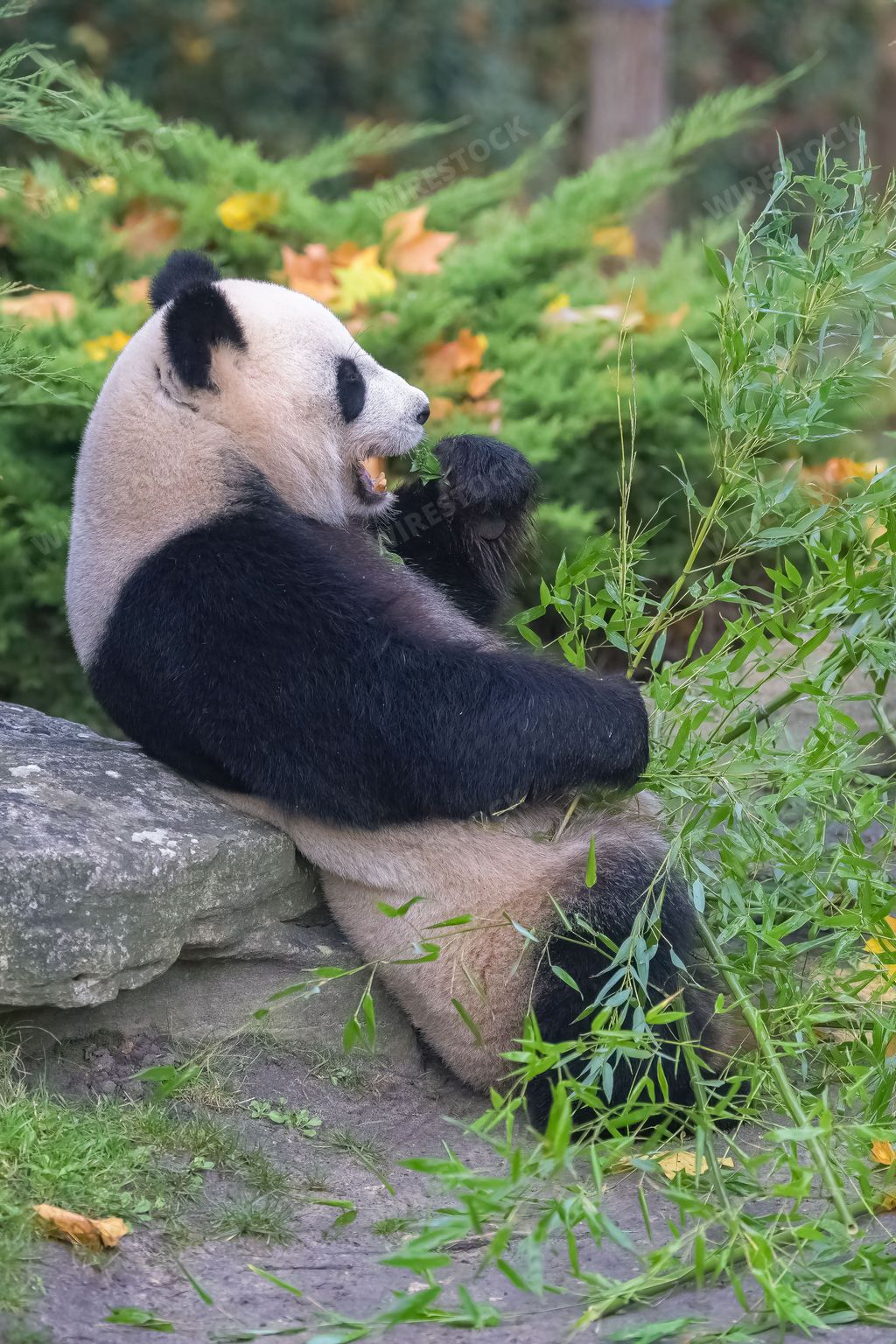 A giant panda eating bamboo in the grass, portrait in autumn