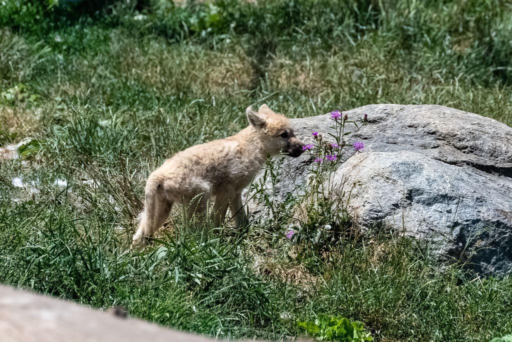 A white wolf, baby smelling flowers