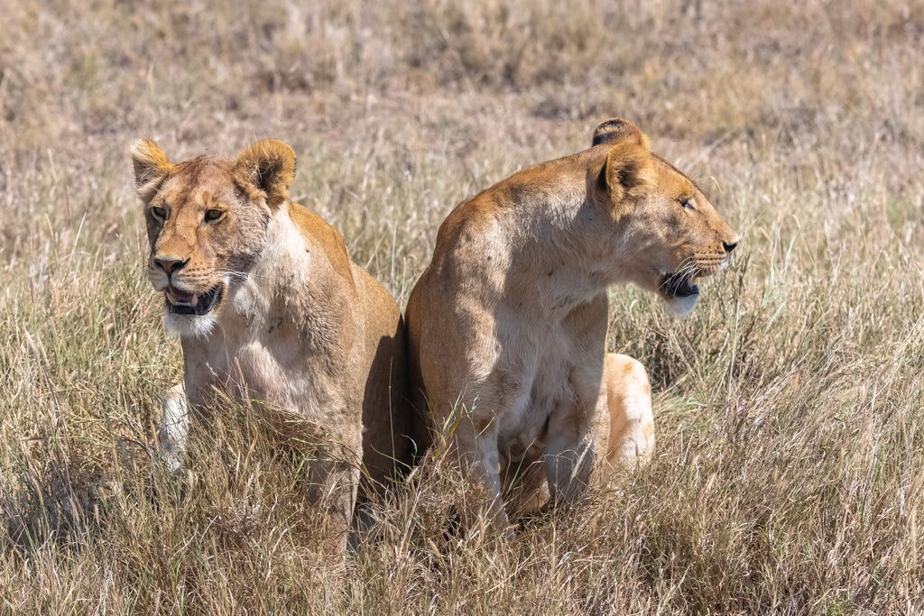 A couple of lions in the field