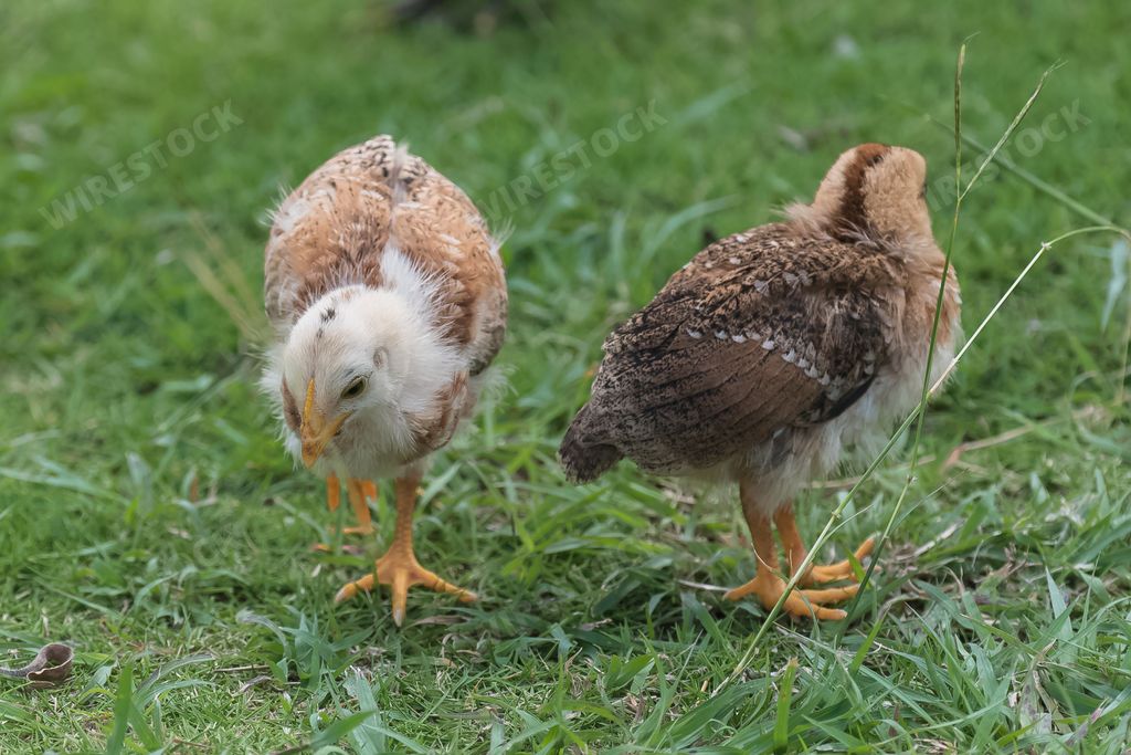 Yellow chick, baby chicken standing on the grass