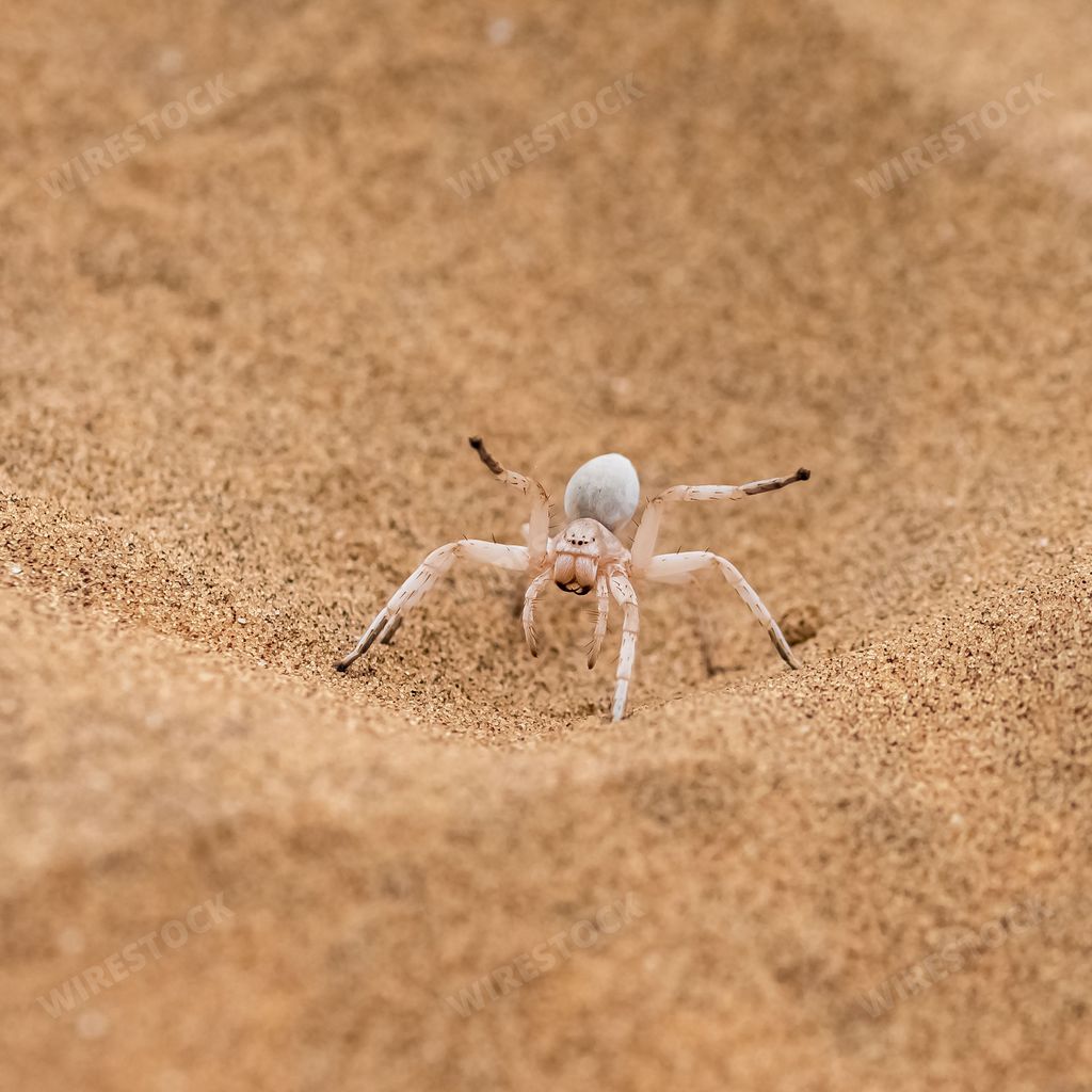 Namibia, dancing white lady spider, spider in the desert