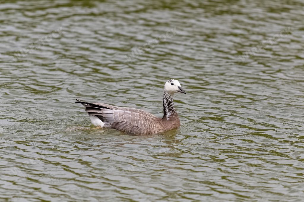 Canada goose, juvenile bird swimming on the lake