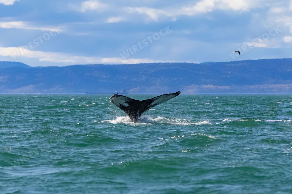 Humpback whale swimming in Canada in the Saint-Laurent gulf, whale diving