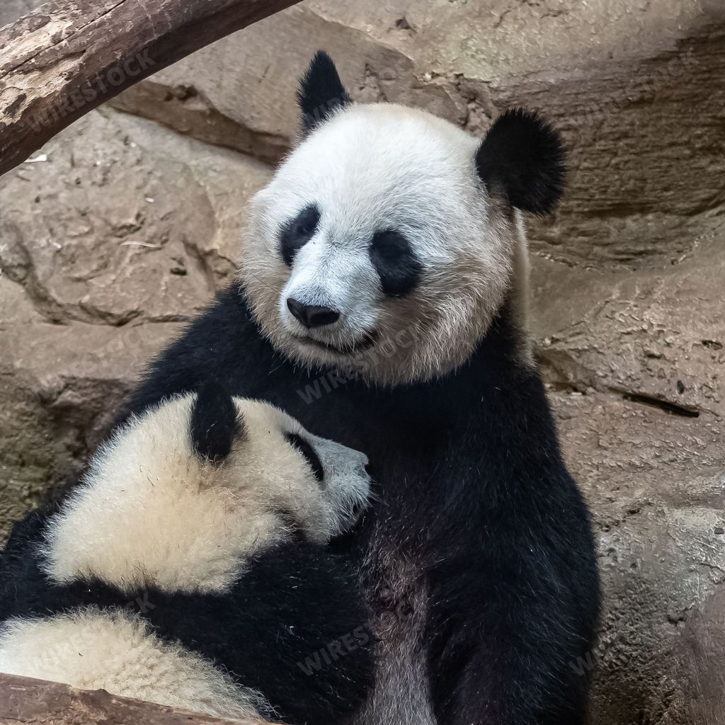 Giant pandas, bear pandas, baby panda and her mom hugging each other