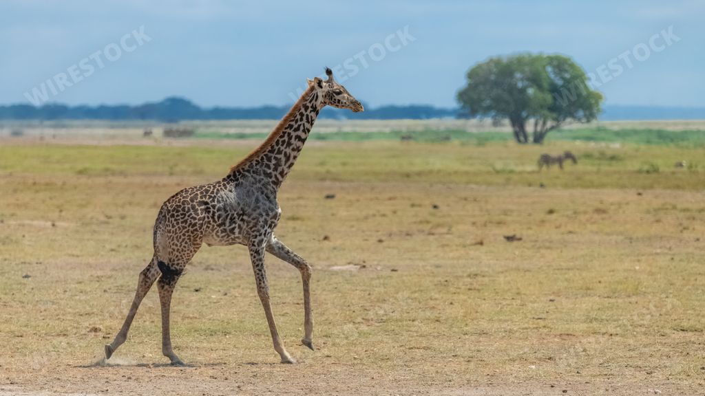 Wild giraffe running in the savannah in Tanzania, beautiful panorama with acacia trees