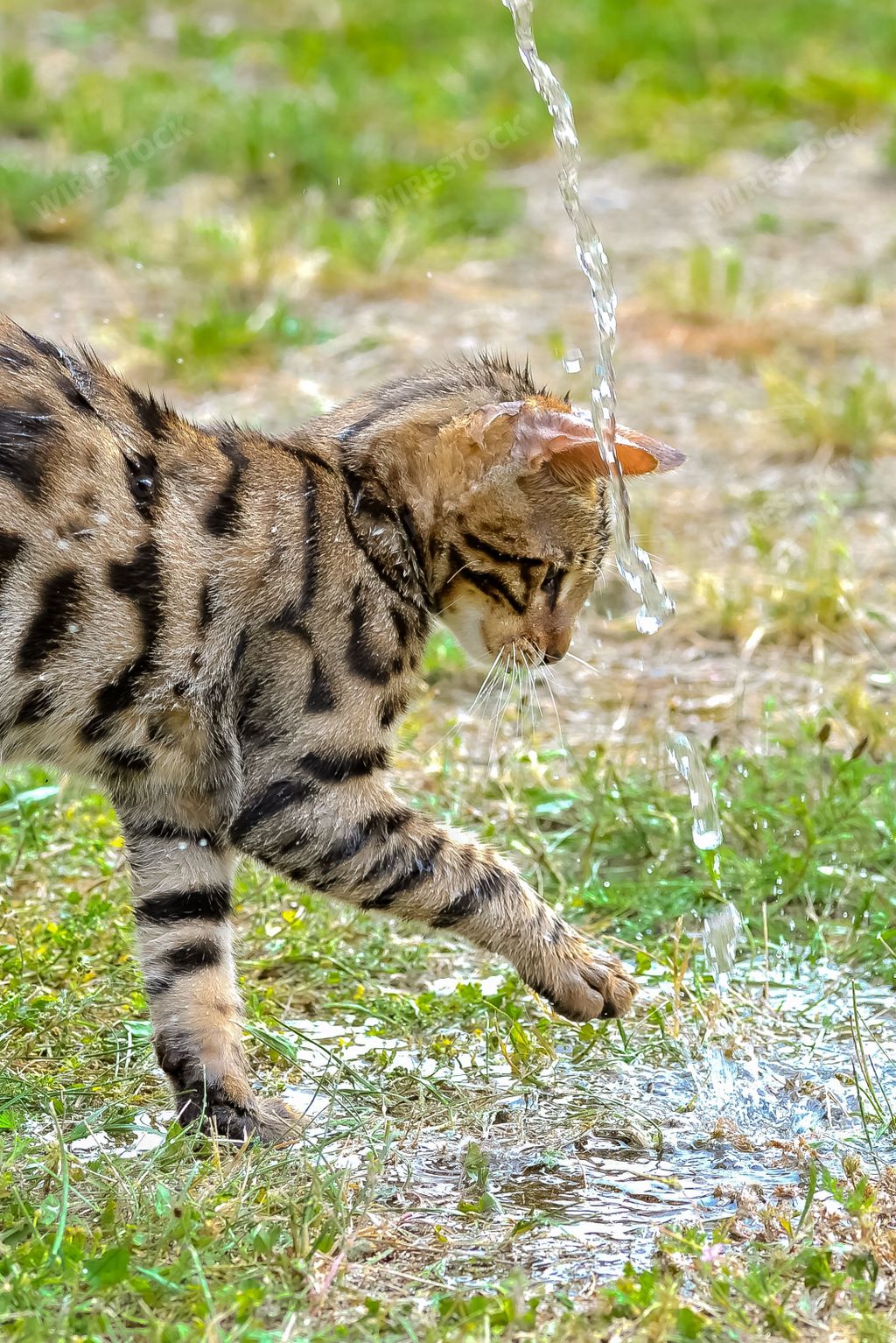 A shorthair striped bengal cat playing with water stream