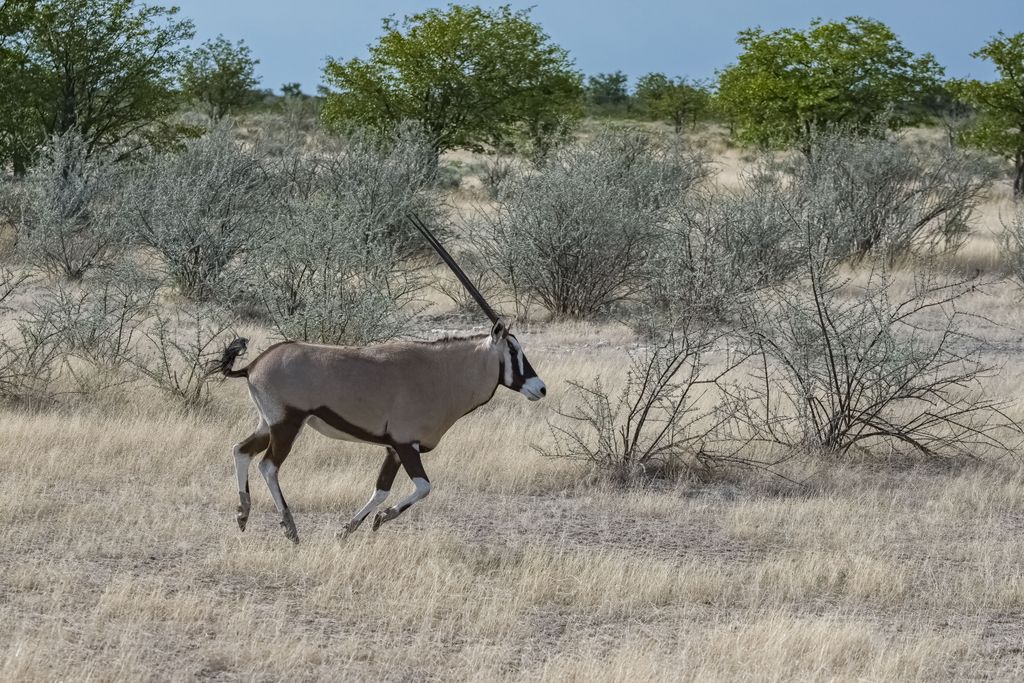 An oryx antelope stands in the grassy plains of Namibia with trees in the distance