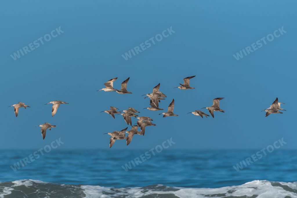 Long-billed curlew, Numenius americanus, flock of birds flying under the waves