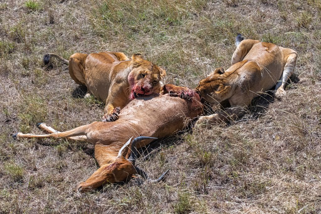 The lions with bloody muzzles eating a dead antelope in Tanzania, Africa