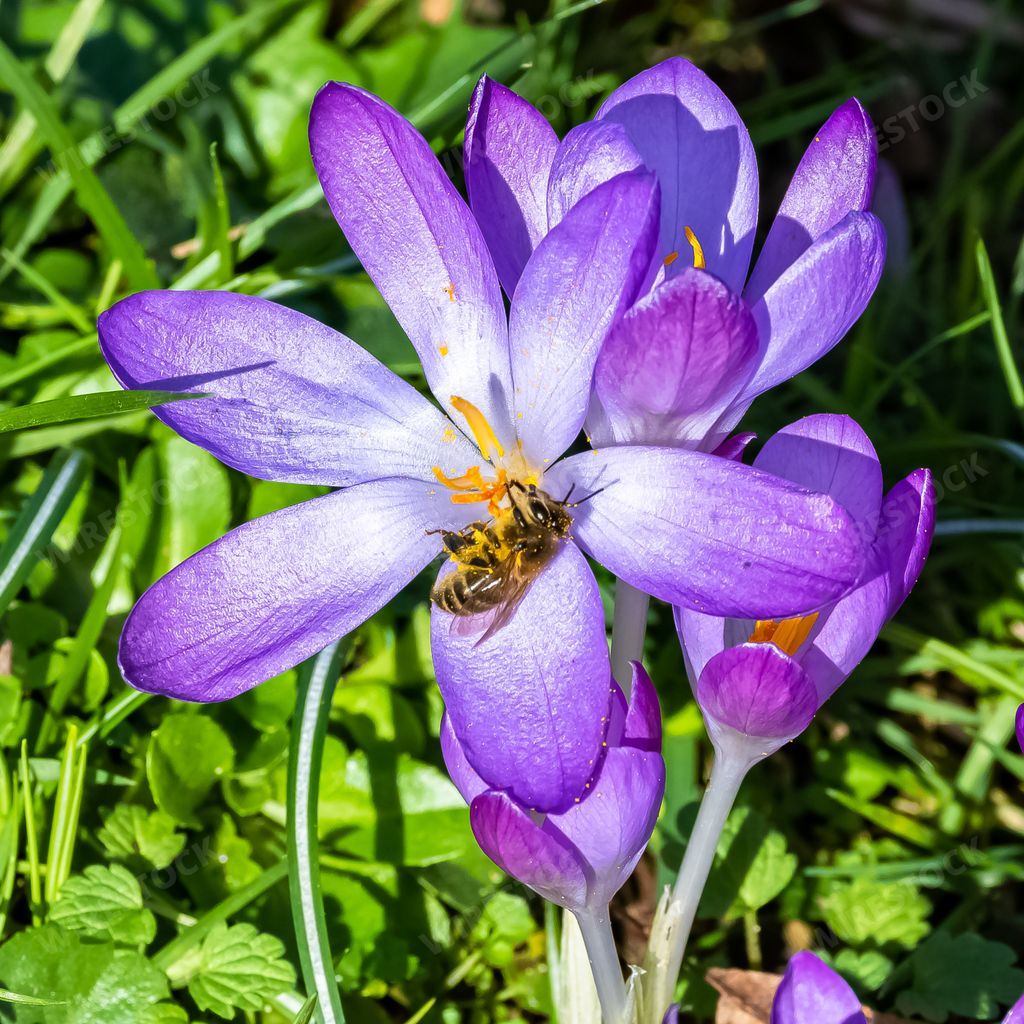 Blue crocus in the garden at the end of the winter, with a bee