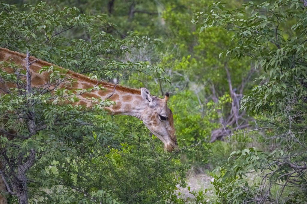 A giraffe eating acacia trees in the bush in Namibia