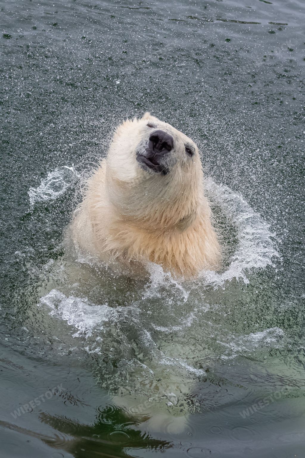 polar bear swimming in cold water, portrait