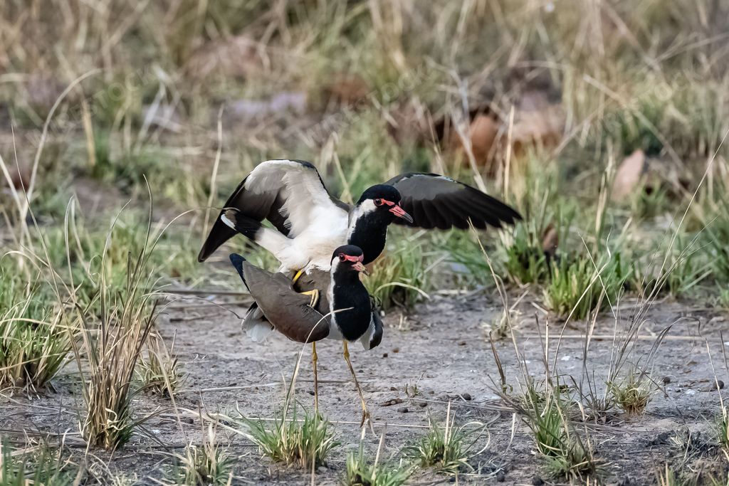 Red-wattled Lapwing, Vanellus indicus, two birds mating in India