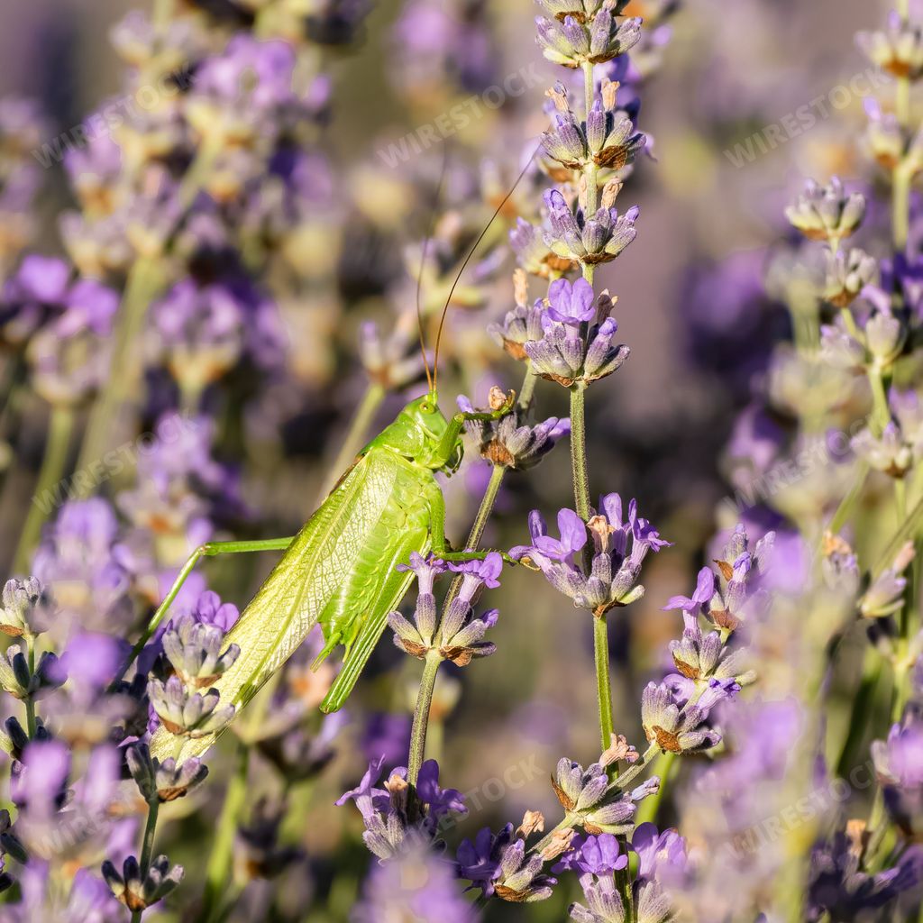 A grasshopper in a lavender field, close portrait