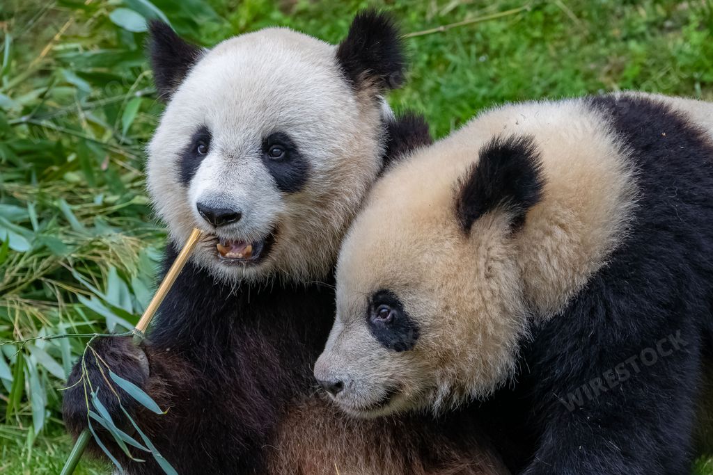 Giant pandas, bear pandas, baby panda and his mother eating bamboo