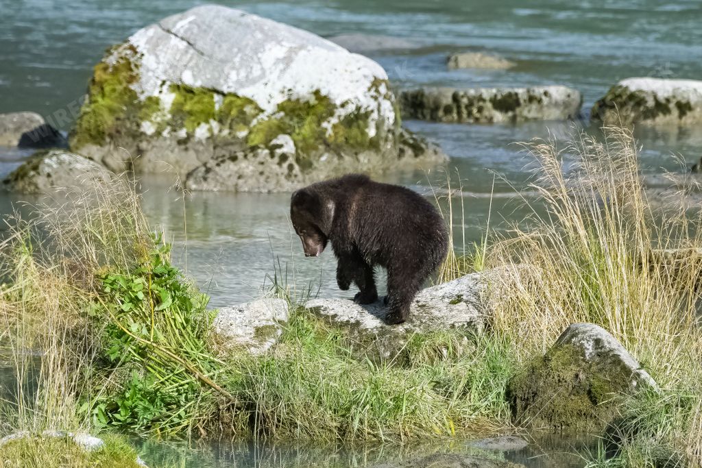 A small brown grizzly bear jumping on rocks in a flowing stream in Alaska